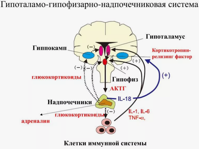 схема человеческого тела с выделенными надпочечниками, гипофизом и гипоталамусом