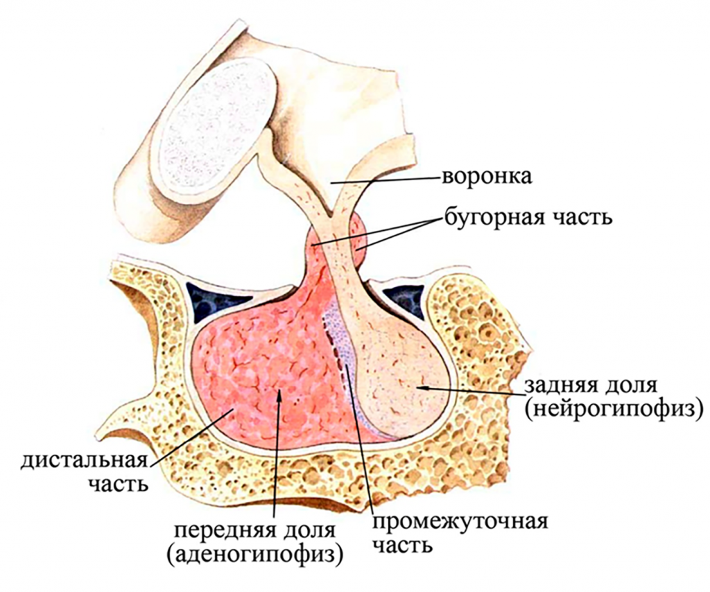схема гипофиза с выделенной передней долей